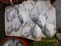 Fresh large pomfrets for sale in Arnala village fish market.