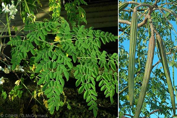 Khasiat Kelor (Daun, Akar, Kulit Batang, Bunga, Biji, Buah Khasiat Kelor (Daun, Akar, Kulit Batang, Bunga, Biji, Buah