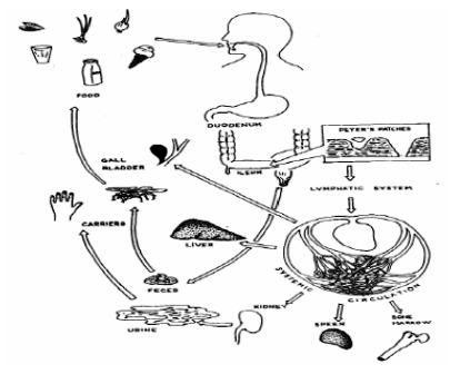 Pathophysiology Of Typhoid Fever In Flow Chart