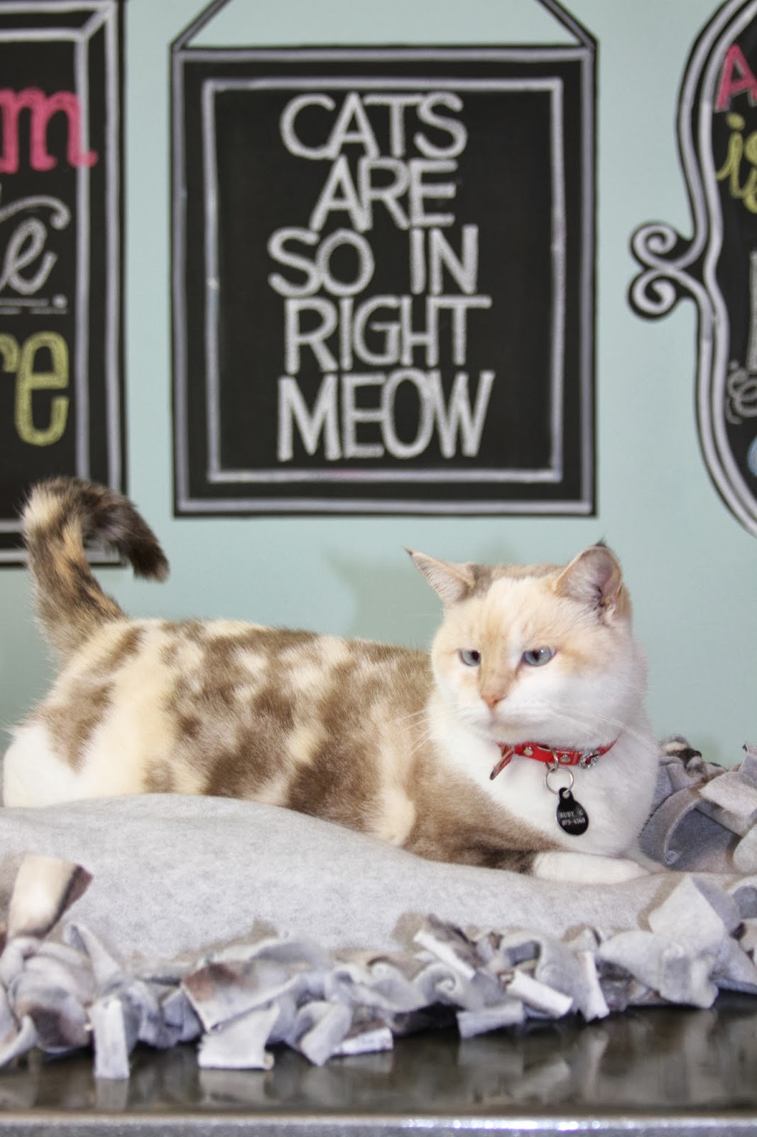 Show Me Cute No Sew Fleece Blanket