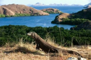 Wisata Pulau Komodo Indonesia Wisata Pulau Komodo Indonesia