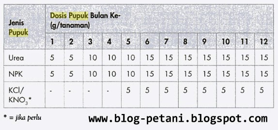 Gambar cara pemupukan cabai dalam pot atau polybag