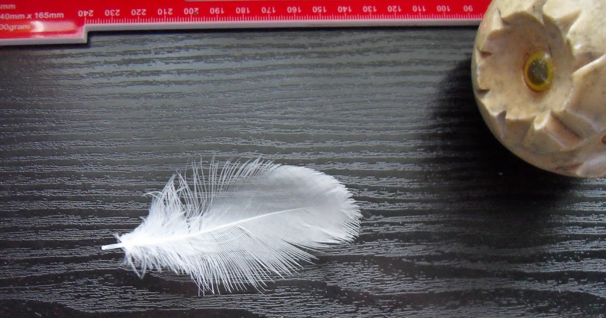 67 Not Out The White Feather Message From The Dead