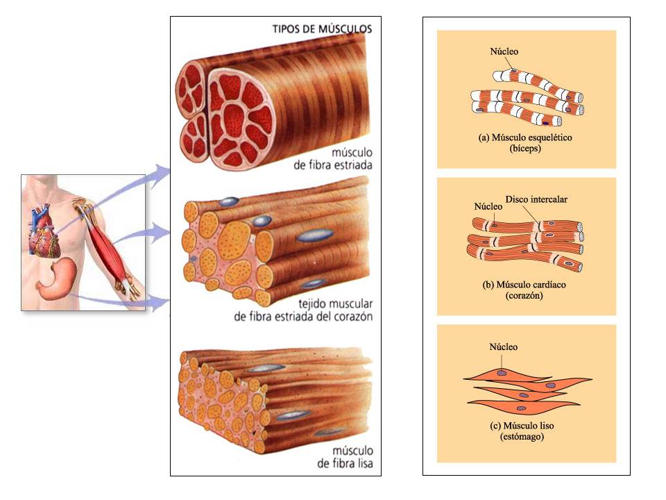 Fisiología de Alets Tipos de Músculo