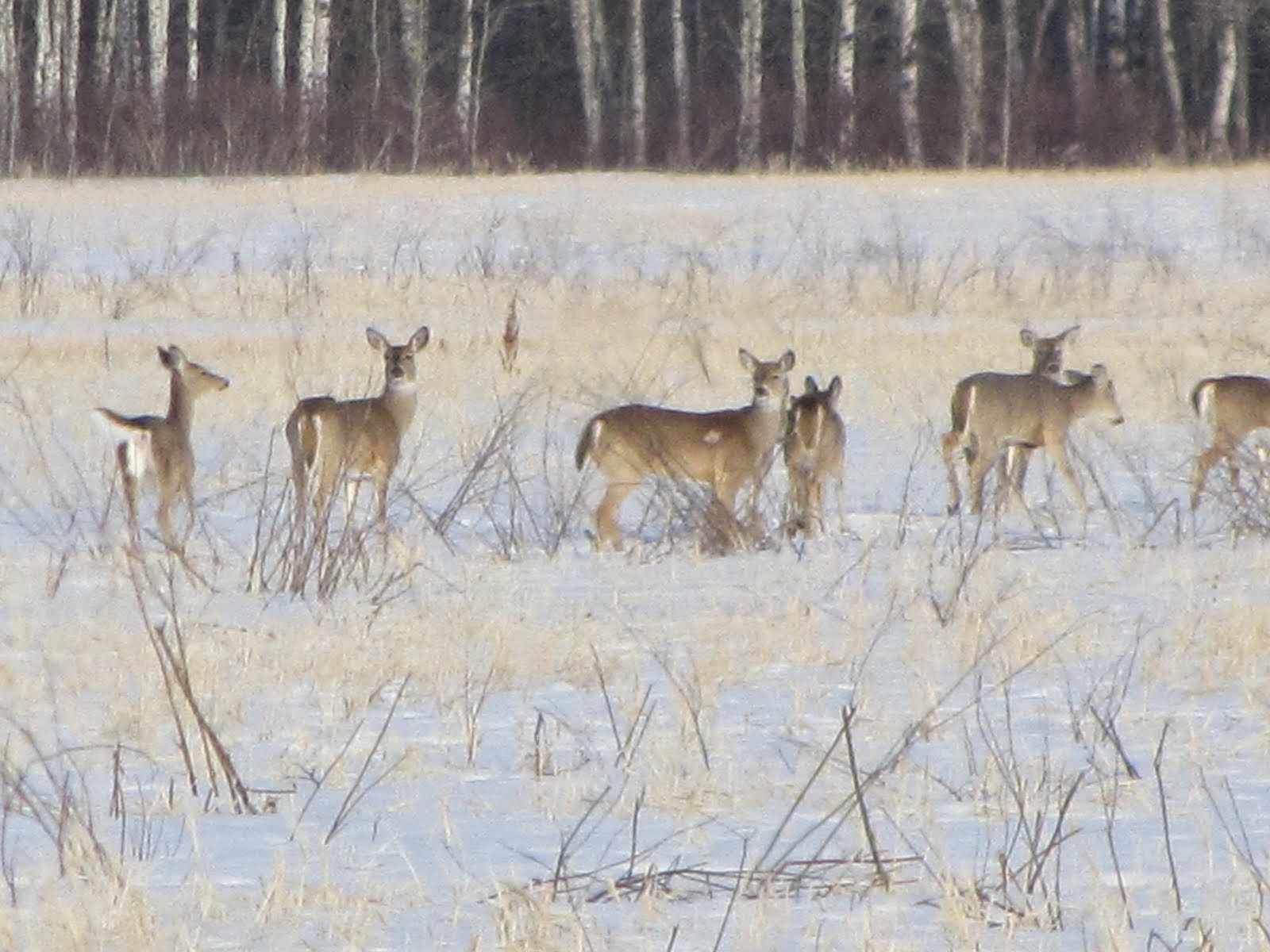 Deer had a rough winter in Minnesota.