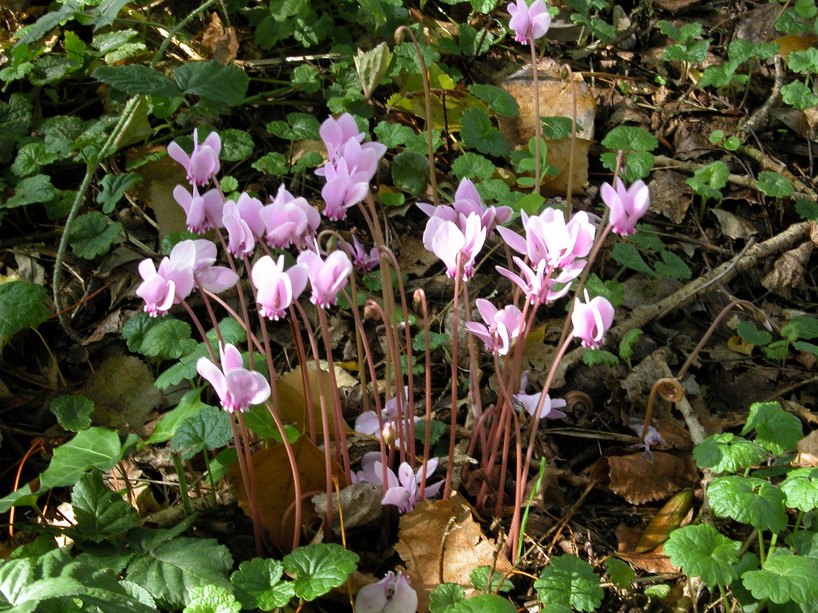 cyclamen wild