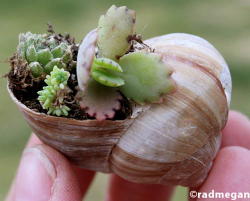 SeaShell_plant1.jpg