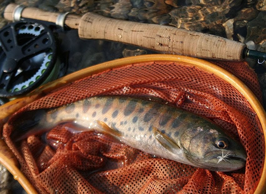 four seasons angling club Korean Cherry Trout
