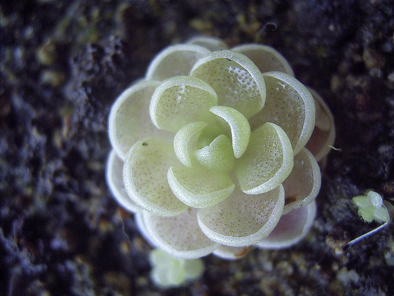 Blok888 Top 10 Amazing Carnivorous Plants in the world