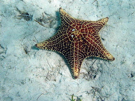 bintang laut