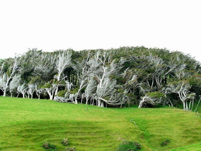 árboles despeinados Slope Point Nueva Zelanda