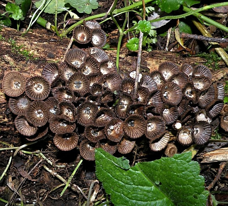 Real Monstrosities Bird's Nest Fungus