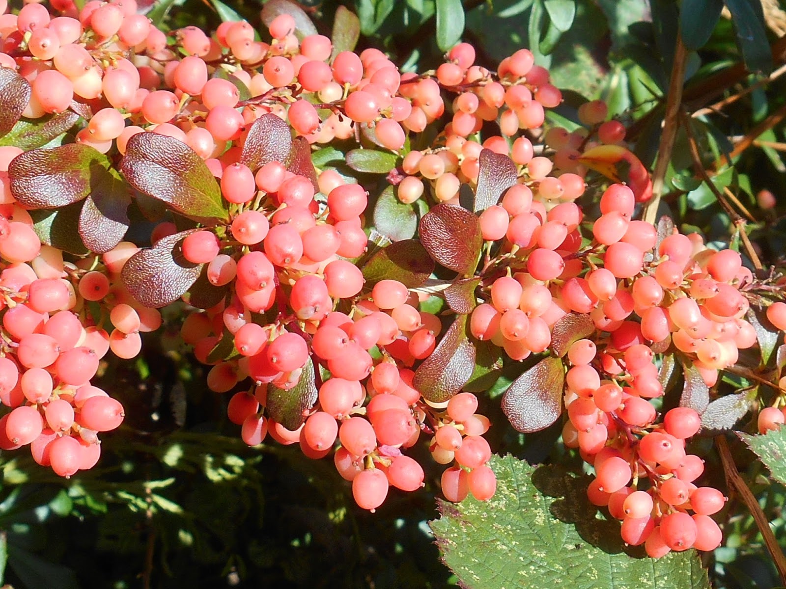 Tony's Blog Berried Treasure