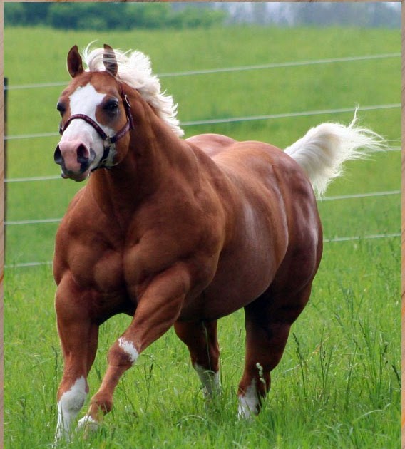 The Perfect Horse Worldclass halter horses