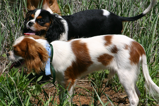 Veterinary Highlights Promising Treatment for Mitral Valve Disease in