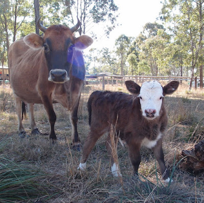 eight acres: why do some cattle have horns?