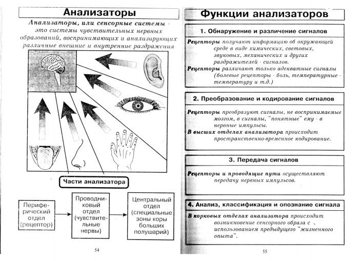 Foto ТАБЛИЦА ЗРИТЕЛЬНЫЙ АНАЛИЗАТОР 8 КЛАСС
