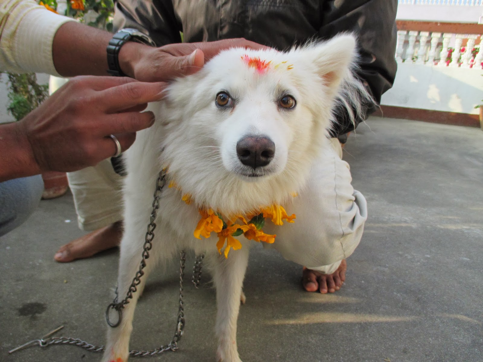 4 Nepali Dogs and a Chicken