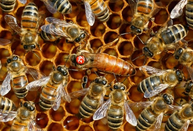 Las colmenas se asfixian por el calor y la sequía: la producción de miel,  en estado de alarma