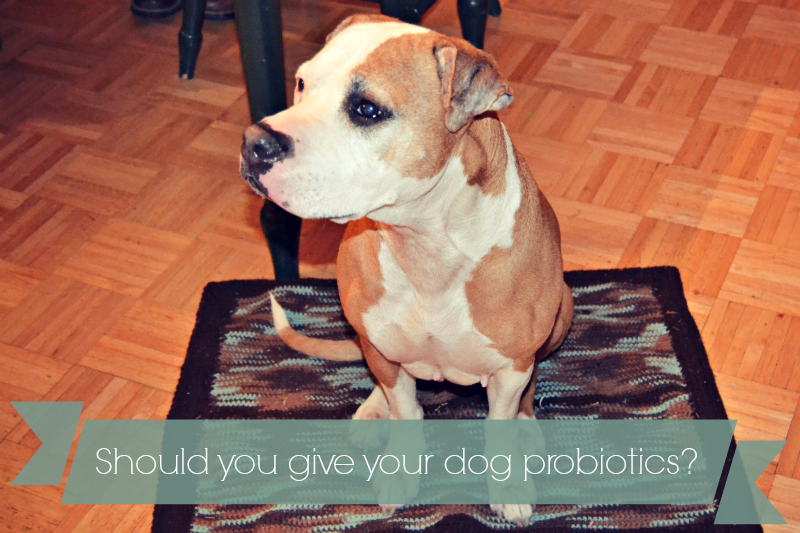 probiotics for puppies should you give your a probiotic supplement pawsitively pets probiotics for puppies should you give your a probiotic supplement pawsitively pets