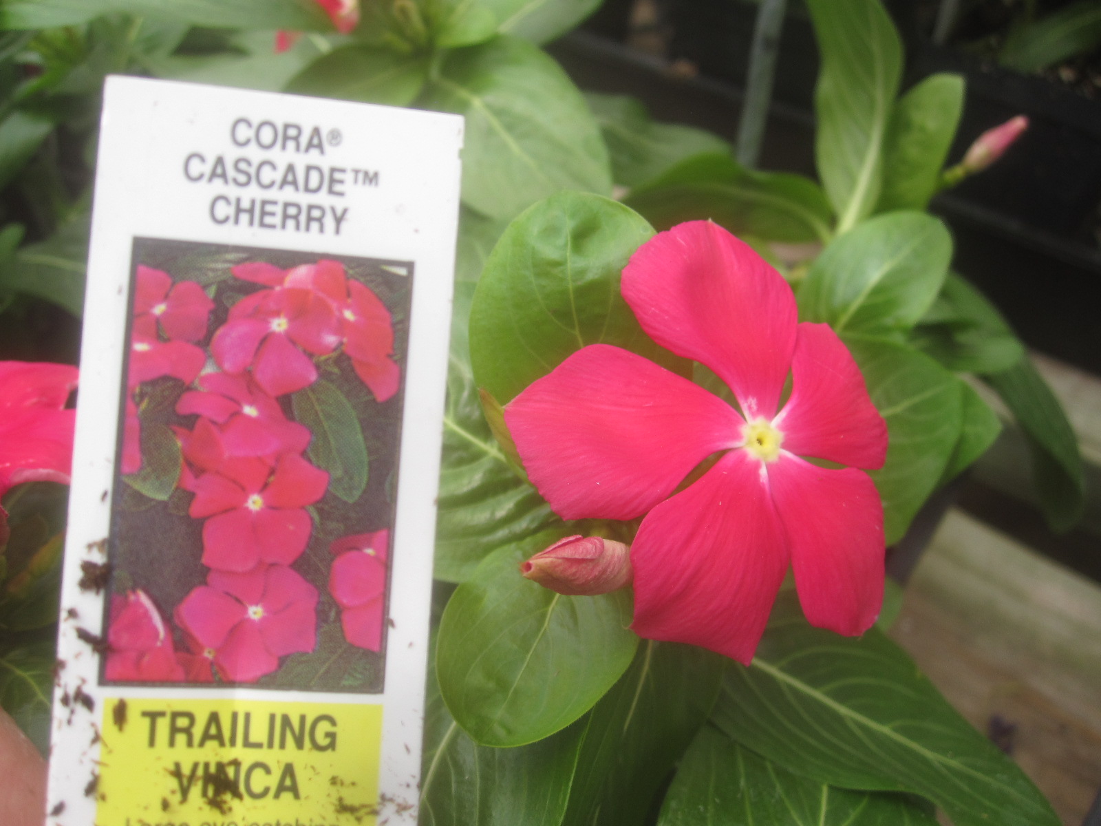 Tropical Texana NEW VINCA 'JamsNJelliesBlackberry' THE SEARCH FOR THE