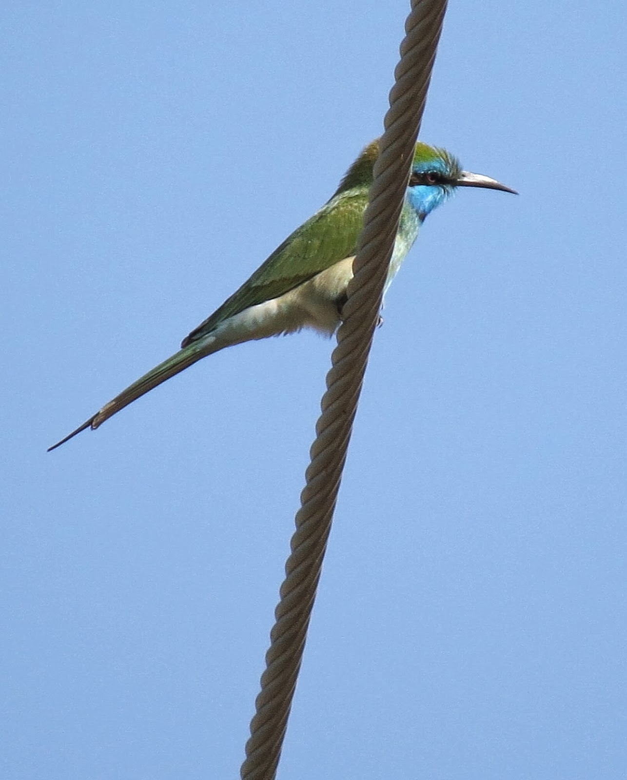 bee eater the transition to the The olive bee-eater or madagascar bee-eater (merops superciliosus) is a near passerine they are partially migratory, and usually breed only in the southern portion of their range, moving north for the dry season in southern africa it lays four. bee eater the transition to the The olive bee-eater or madagascar bee-eater (merops superciliosus) is a near passerine they are partially migratory, and usually breed only in the southern portion of their range, moving north for the dry season in southern africa it lays four.