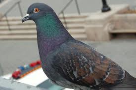 Incepator De La Gutani La Voiajorii De Concurs Porumbei Ro