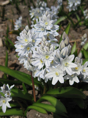 Rotary Botanical Gardens Hort Blog April 2015