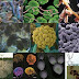 Latihan Soal Pengantar Mikrobiologi, Topik : Fungi / Jamur thumbnail