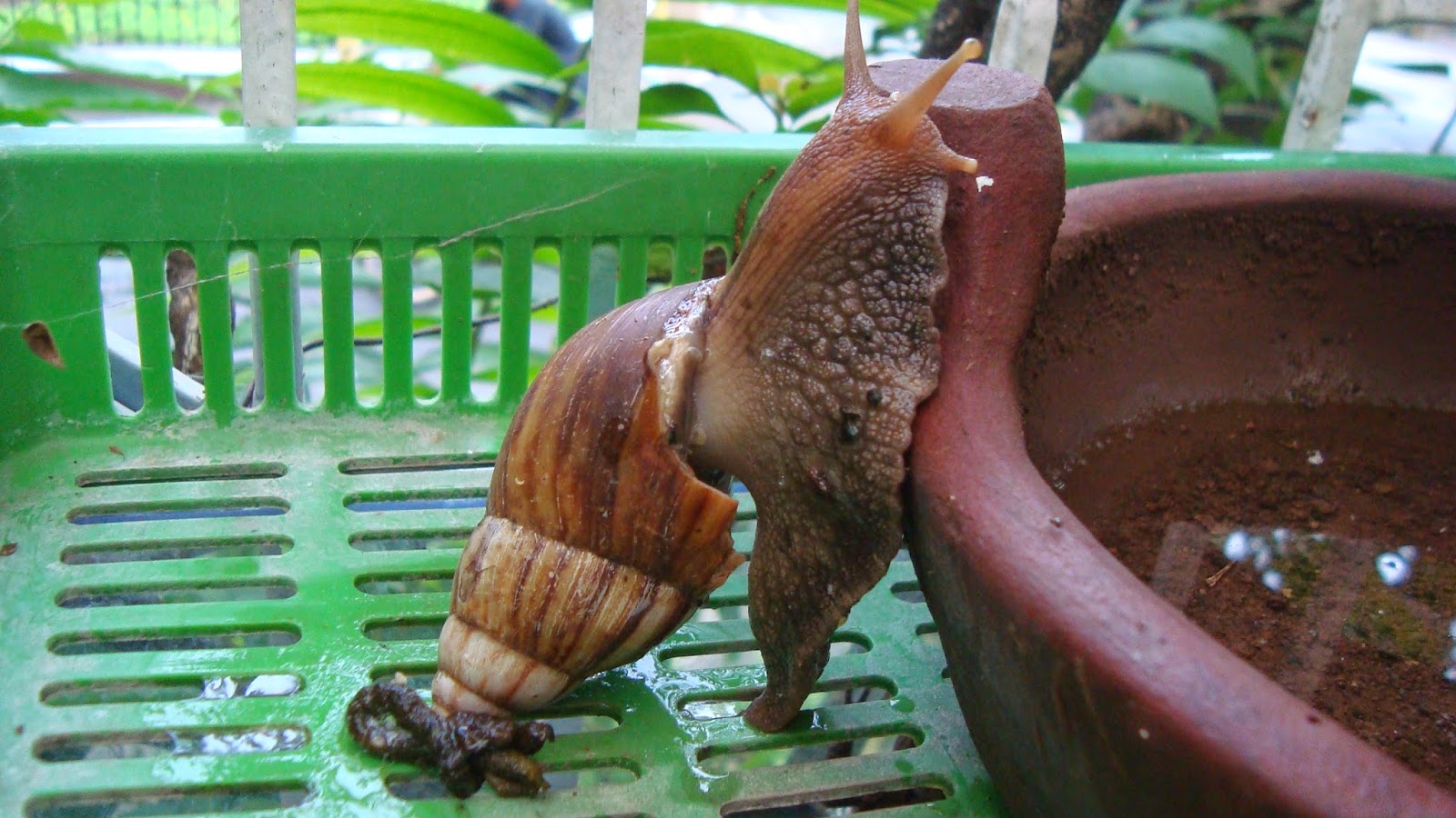 Billigaste Zanaflex
