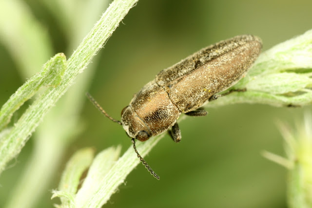 Sphenoptera jugoslavica