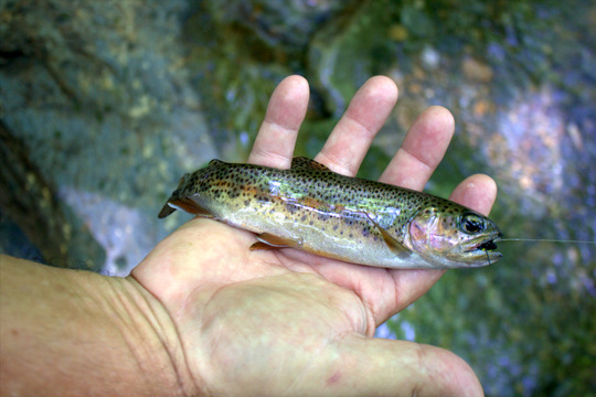 rainbow trout that ate a beetle