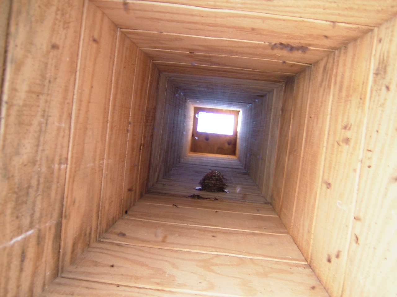 A Charm of Finches Swift Night Out