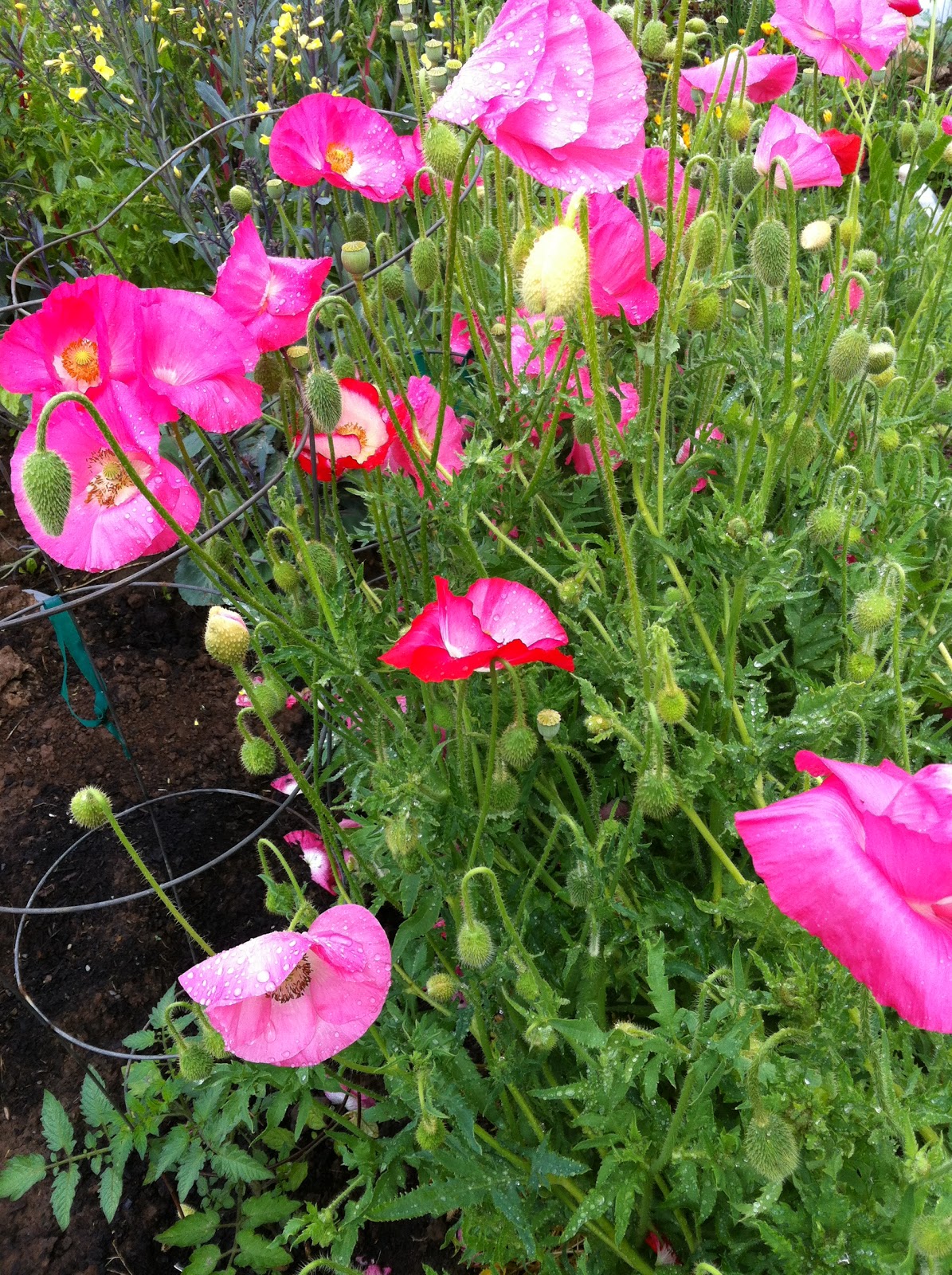 AllPurpose Flower June 2012