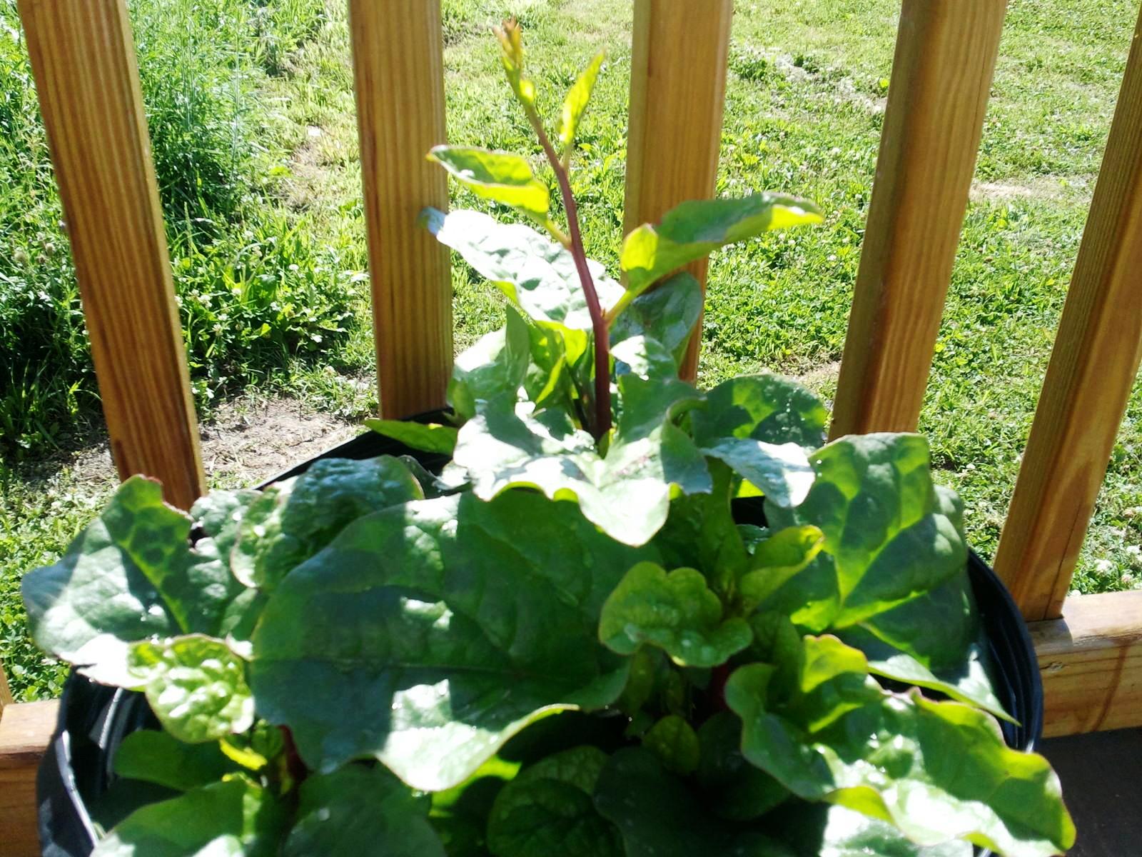 Grandma Bonnie's Closet Climbing Spinach Plant