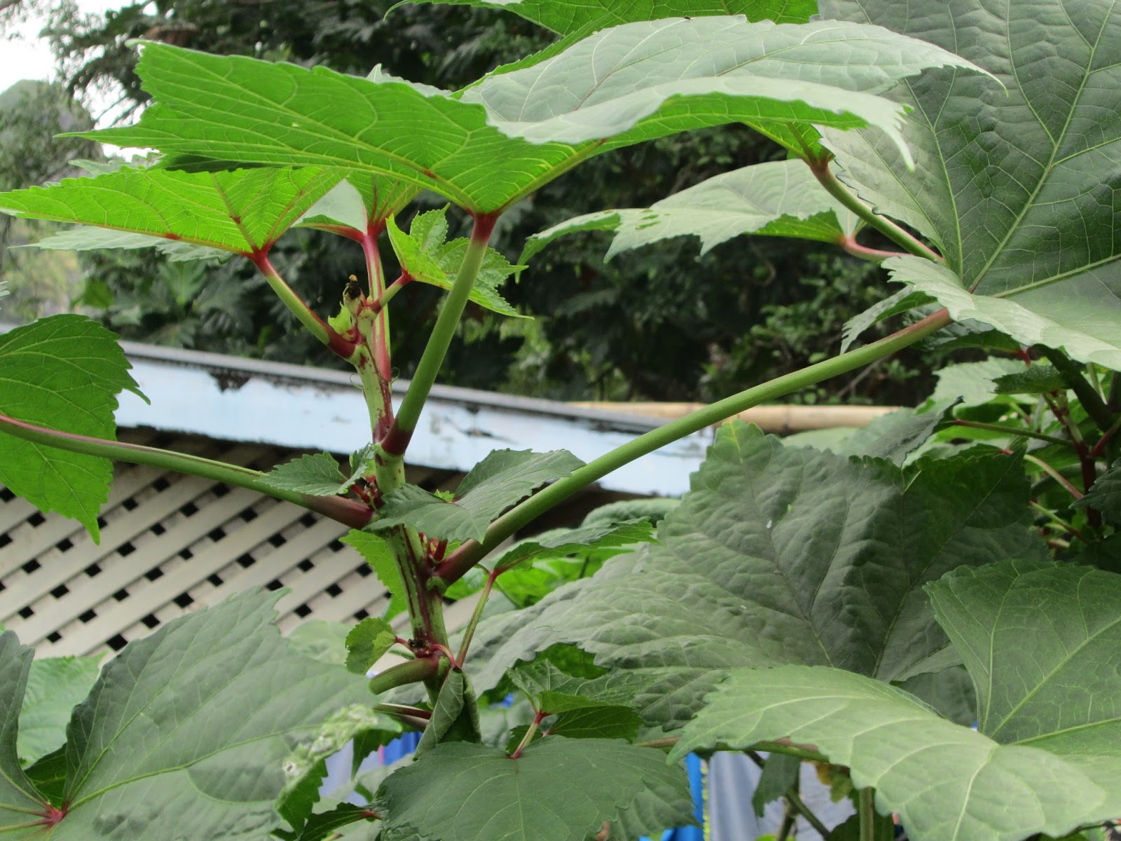 Garden Notes from Hawaii SEARCHING FOR BELE IN FIJI (Abelmoschus manihot)