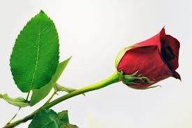valentine+single+rose+2013+(4)