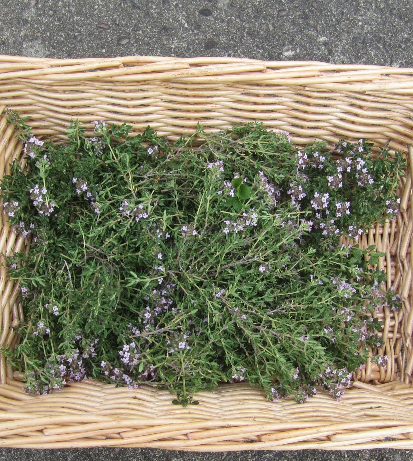 harvest thyme harvest thyme