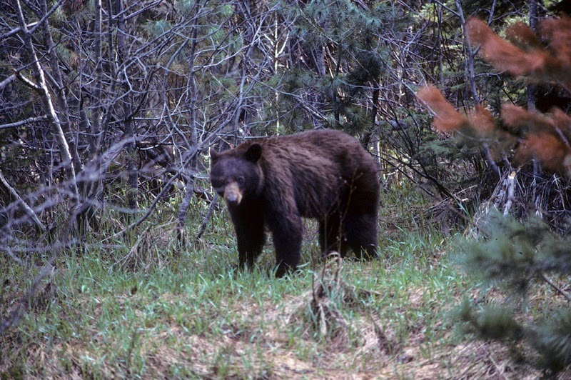 The Most Beautiful Of Glacier National Park Animal National Park