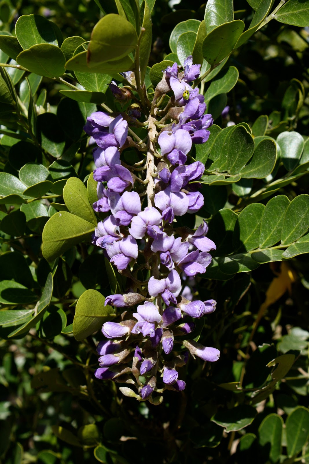 Vivero Growers Garden I Smell Grape KoolAid