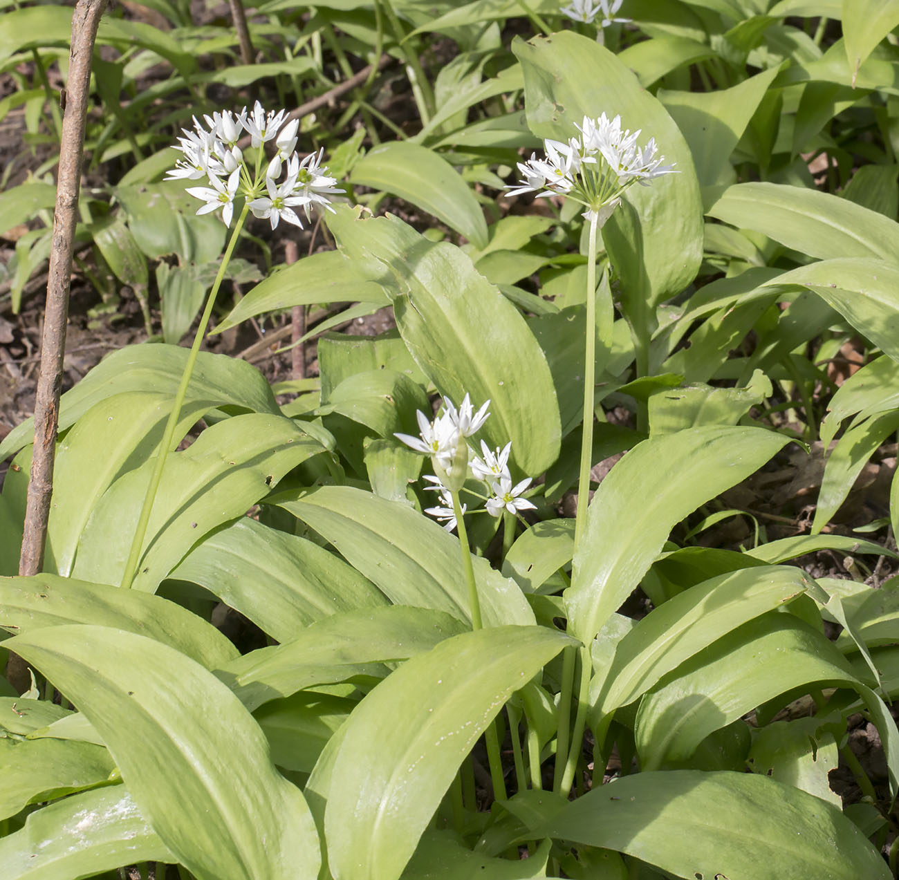 Ramsons, Allium ursinum. Spring Park, 4 May 2014. Ramsons, Allium ursinum. Spring Park, 4 May 2014.