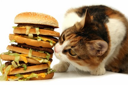 no seriously I know it's cute ha ha ha cheezburger but for real
