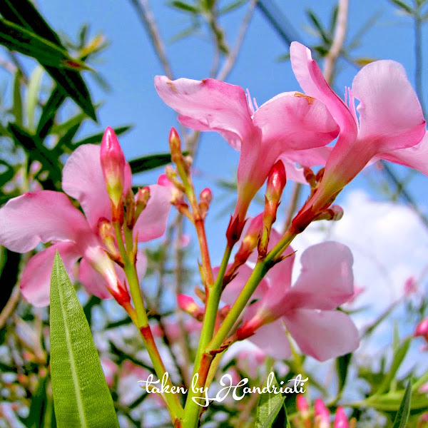 Eloknya Bunga Sakura Indonesia yang Tumbuh di Halaman Rumah