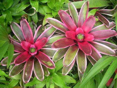 Exotic Flowers on Our Tropical Flowers Posts Are Always Popular With You Guys So Here