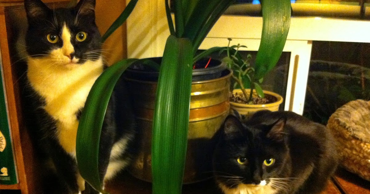 Toward a Stray Cat Ethics of Poetry Criticism - Poetry & Popular Culture