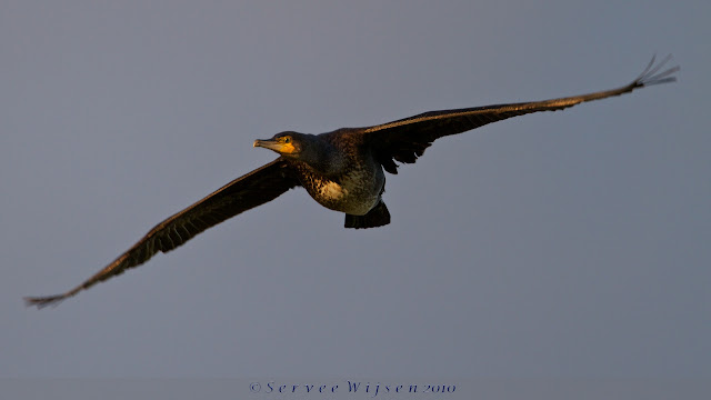 Aalscholver - Great Cormorant- Phalacrocorax carbo Aalscholver - Great Cormorant- Phalacrocorax carbo