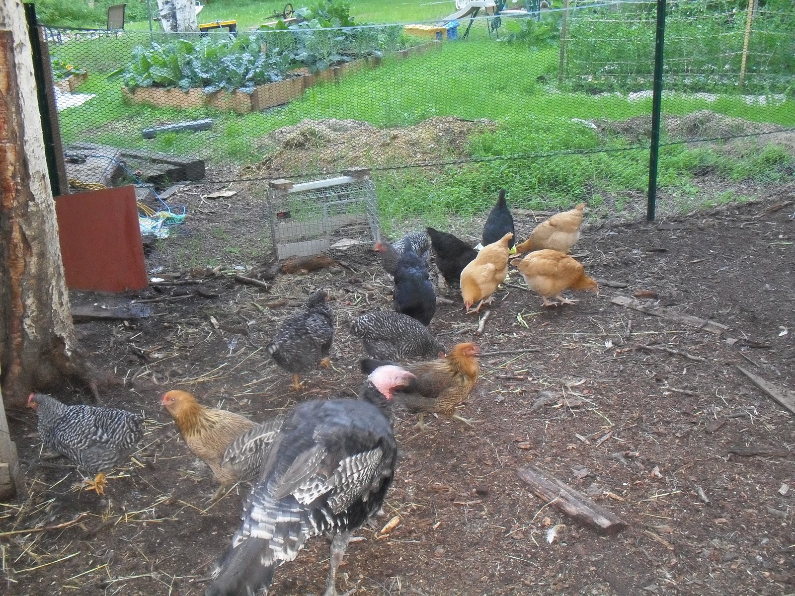 Homemade Alaska Keeping chickens through the harsh Alaska winter