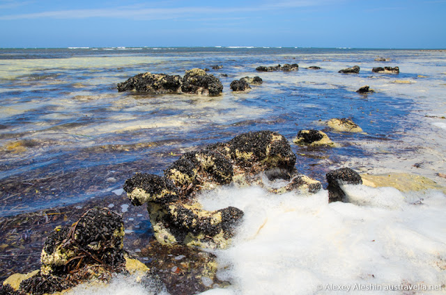 Rocks, covered with baby mussels, look like large sunflowers Rocks, covered with baby mussels, look like large sunflowers