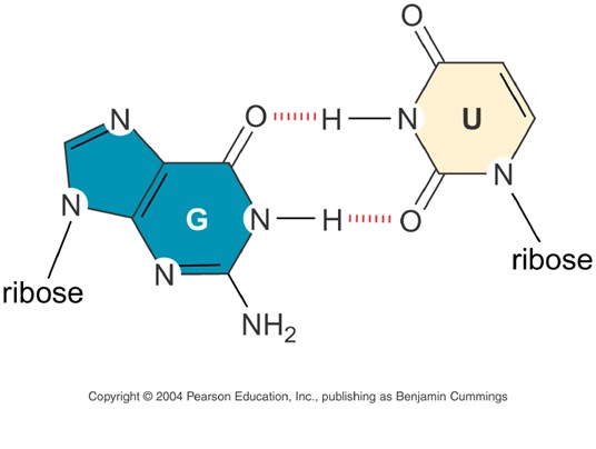 my scientific blog research and articles august 2013 3 types of rna