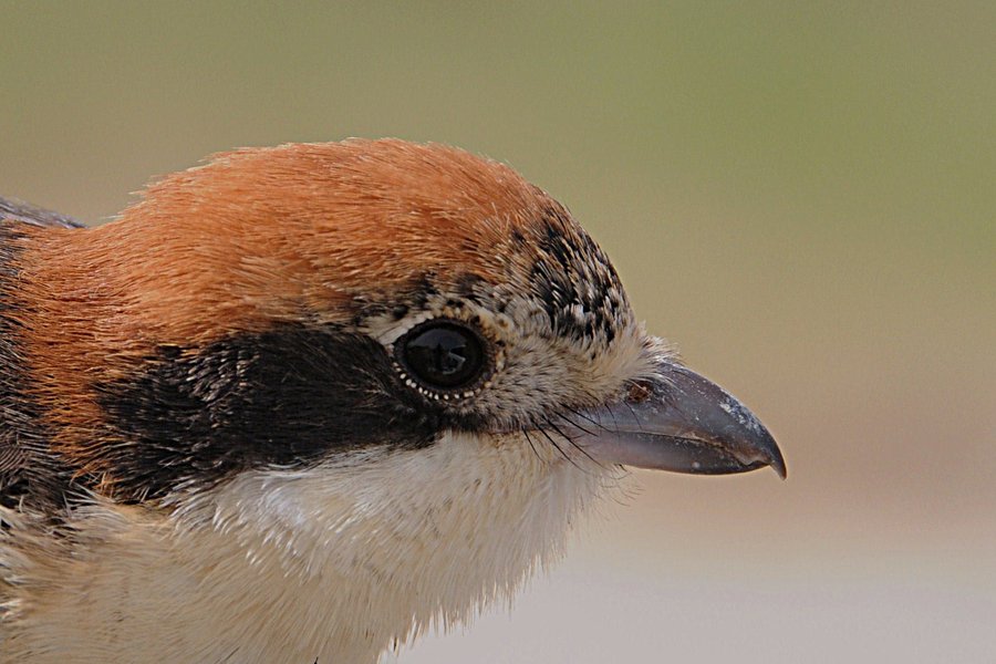 Bahrain Birds